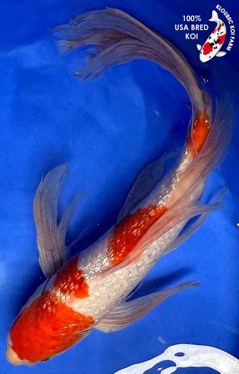 13" Gin Rin Kohaku Butterfly Koi #J5913(P4)| Kloubec Koi Farm