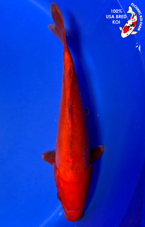 鯉印 Koi-Dogi skin BD 9
