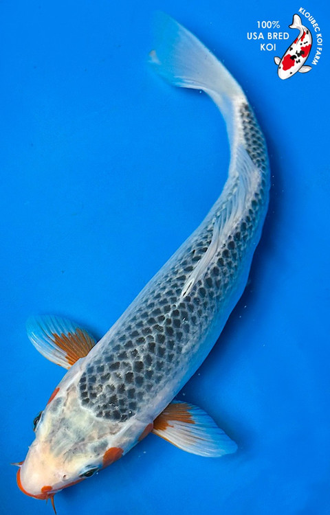 user_9fbdb4ff  希少　GO FISH 52154_Asagi_Koi__96802.