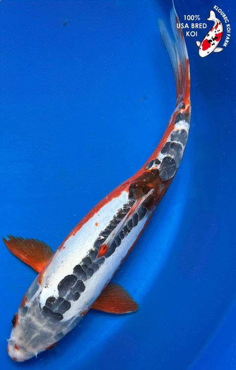 52160_Shusui_Koi__15816.