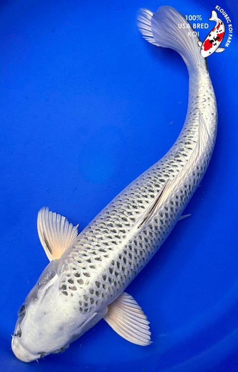 52120_Gin_Matsuba_Koi__05547.