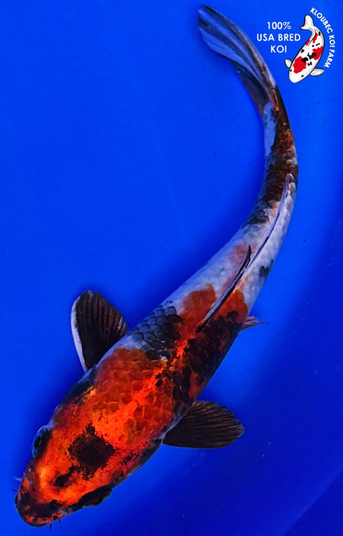 FishMum sailfish-71-hm-sideview__67041