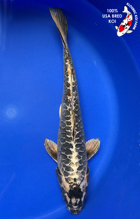 51628-aragoke-koi__46292.