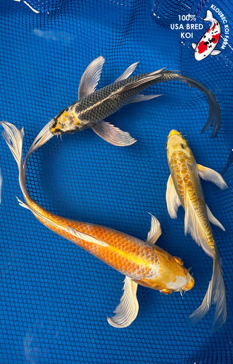 ◆CARLYN◆ Koi 4colors Koi Fish Sakura Livery – Spinnywhoosh Graphics