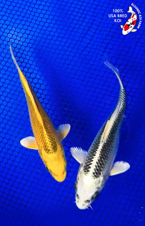 668_Matsuba_Koi__07323.