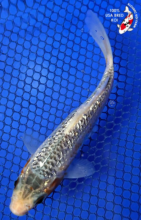 61231__30993.1749836893.500.