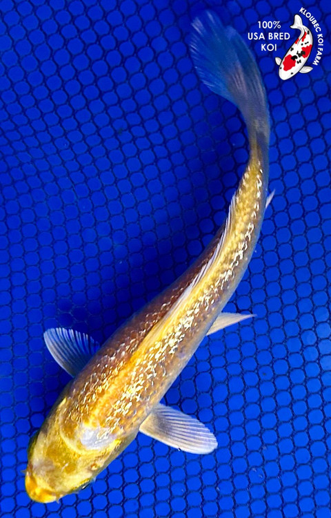 Koiページ Metallic Ochiba - koi #x0728s040 - Maruhiro Koi Farm