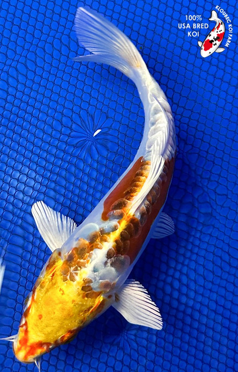 DoMeGe　koi-hotaru fusion 61424__35222.1750088861.500.