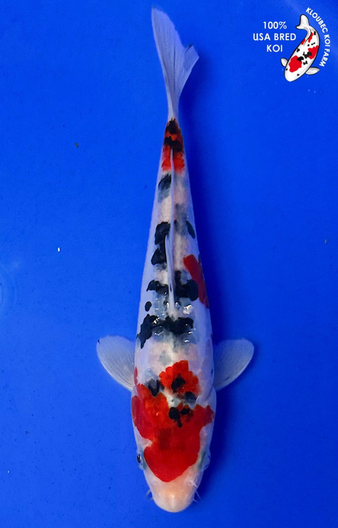 koi様 42413__77902.1750441431.500.