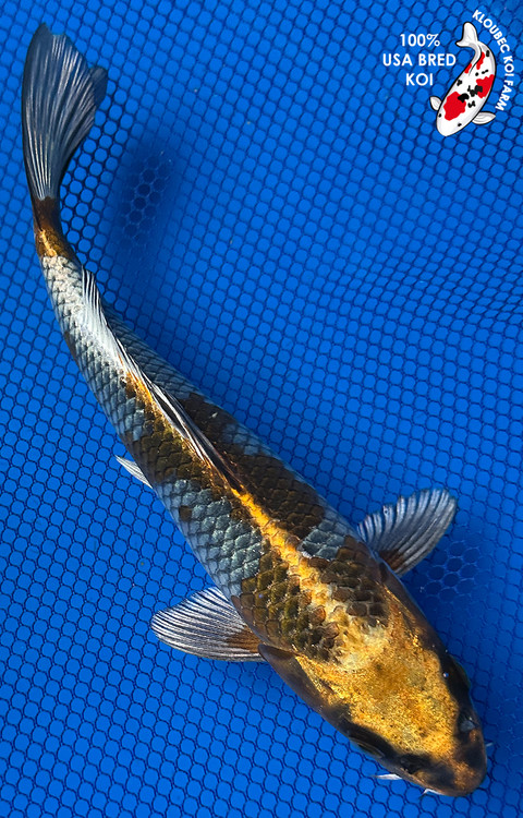 Koiページ Niigata Koi Breeders Auction - Part Two. Ending 11.16.25