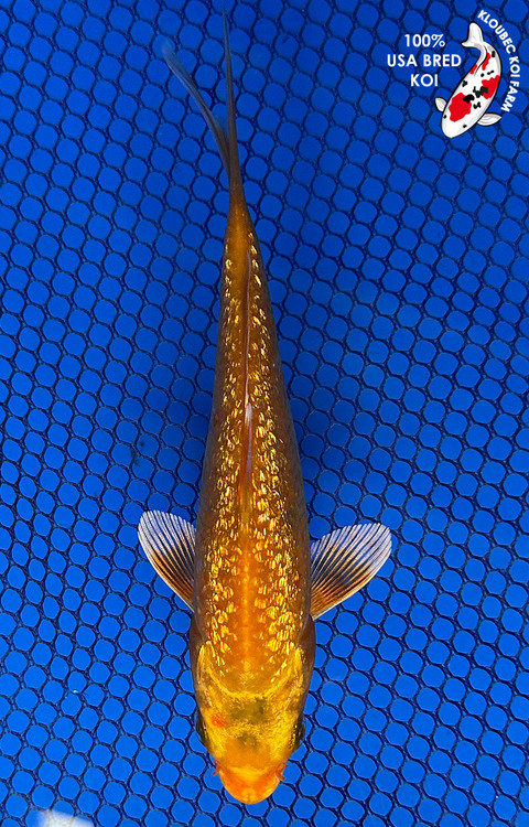 Koiページ Ochiba Shigure - koi #x0304s006-re - Kanno Koi Farm