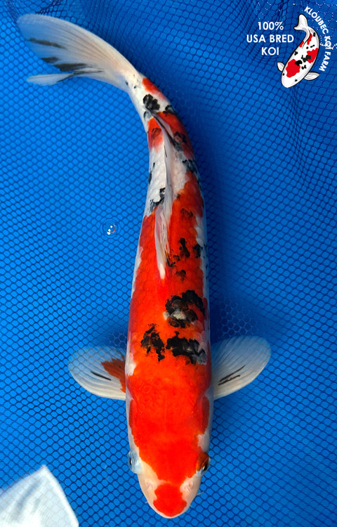 61365-sanke-koi__41415.