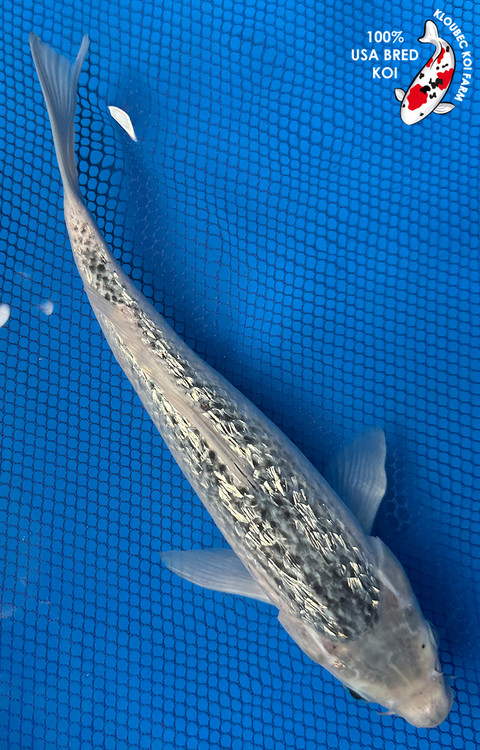 7254-gin-rin-asagi-koi__40622.