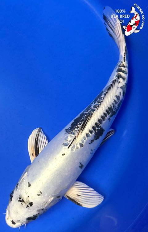 8418__52521.1754422330.500.750