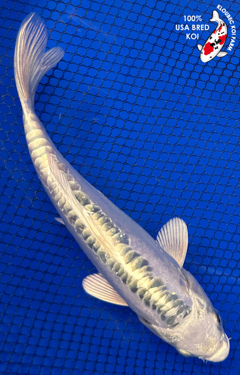 81821-doitsu-platinum-ogon-