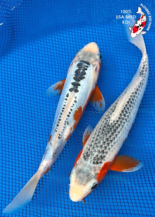 shugo asaiページ 8281__43966.1756412126.500.750