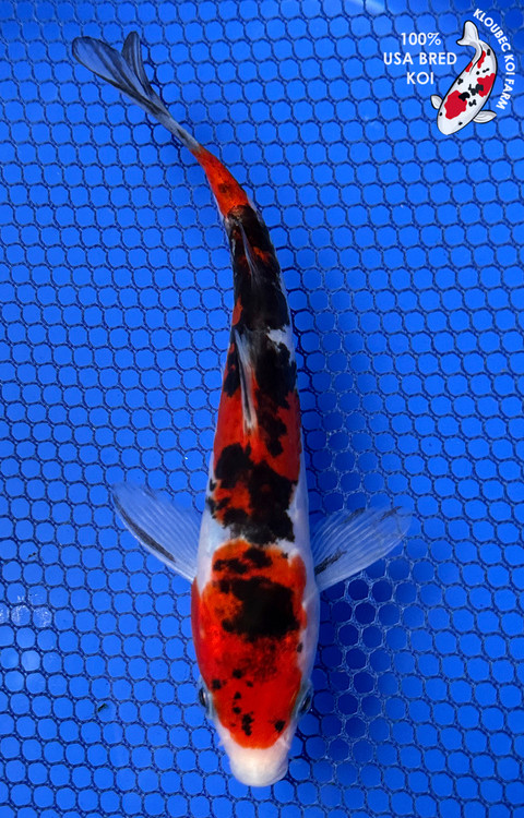 91215-doitsu-sanke-koi__42525.