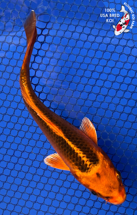 MOJO Farmland Koi Karper - Pesce Koi Kin Matsuba Goudkleurig 381105 - Figura Realistica Dipinta A Mano Per Collezionisti