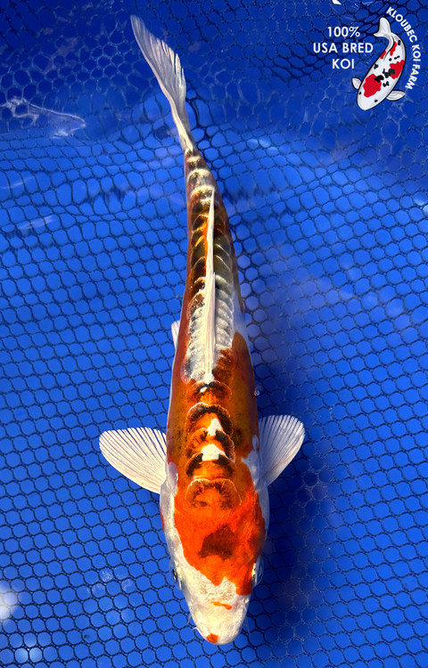 user_9fbdb4ff  希少　GO FISH 91249-doitsu-yamato-nishiki-