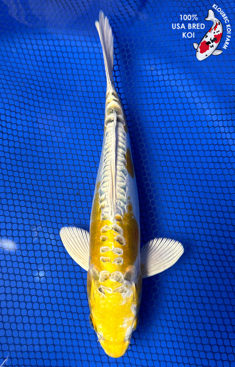 DoMeGe　koi-hotaru fusion Doitsu Showa - koi #x1022n003 - Hiroi Koi Farm