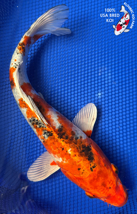 Koiページ 9269-yamato-nishiki-koi__81792