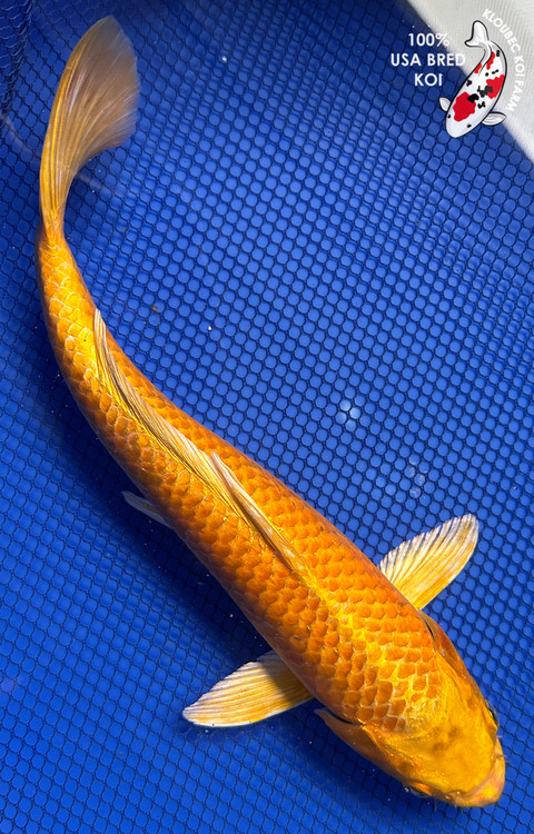 92615-yamabuki-koi__42951.