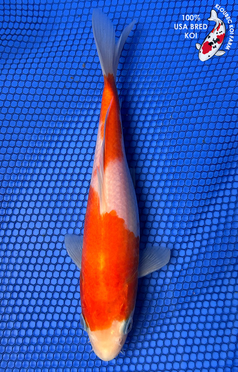 102053-kohaku-koi__31474.