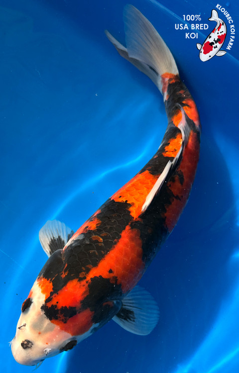 KOI 1611-old-style-showa-