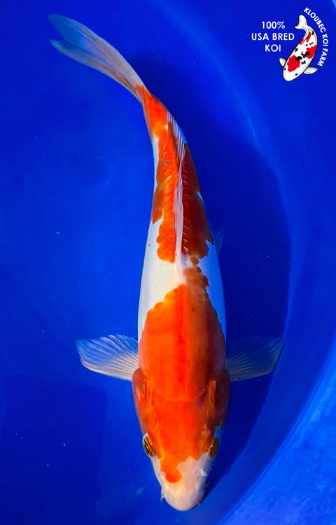 kohaku 284?cb=20210506221950
