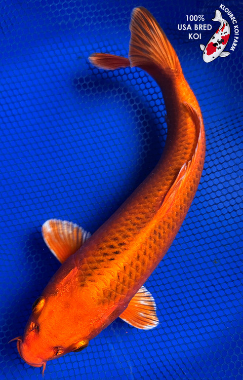 https://cdn11.bigcommerce.com/s-c81ee/products/24777/images/32533/31015-kin-matsuba-koi__12487.1773509424.500.750.jpg?c=2
