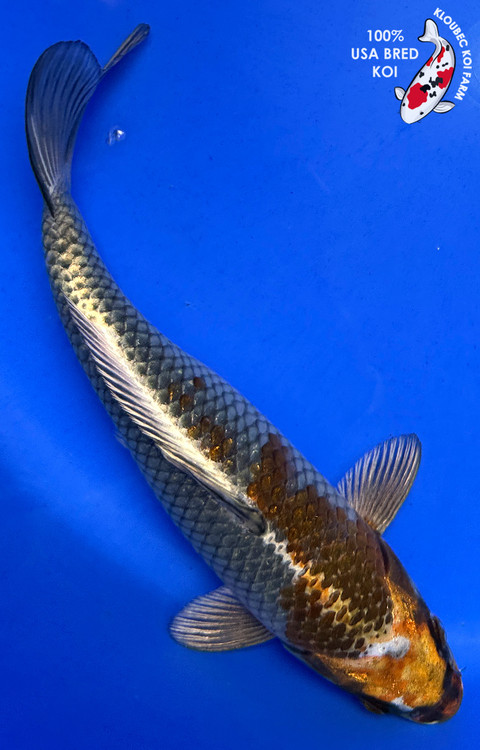 KOI 1611-old-style-showa-