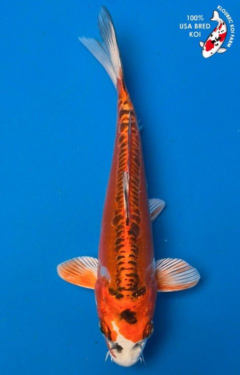 7.5