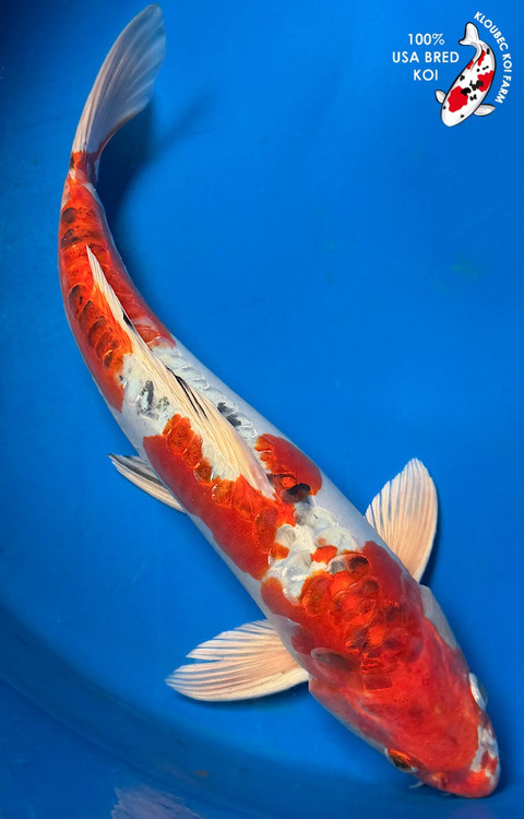15.5