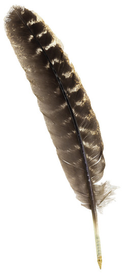 Owl Feather Ballpoint