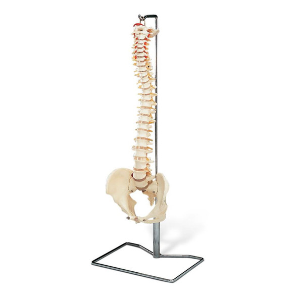 Vertebral Column With Stand