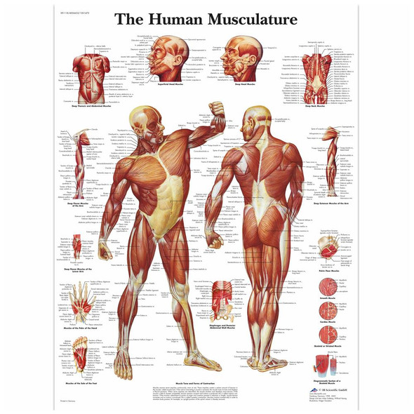 Human Muscle Laminated Chart 20" x 26"