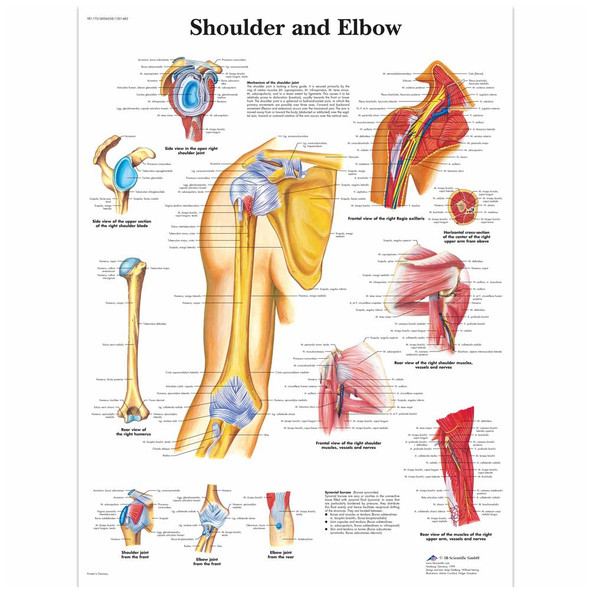 Shoulder and Elbow Laminated Chart 20" x 26"