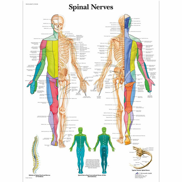 Spinal Nerve Laminated Chart 20" X 26"