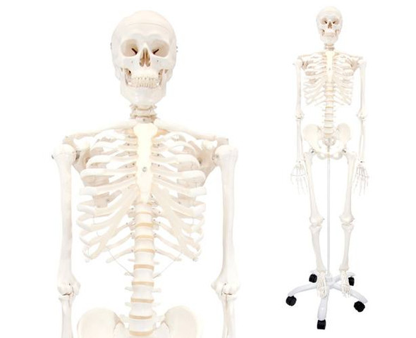 Stan The Standard Skeleton Anatomical Model