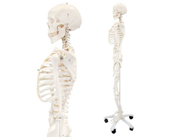 Stan The Standard Skeleton Anatomical Model