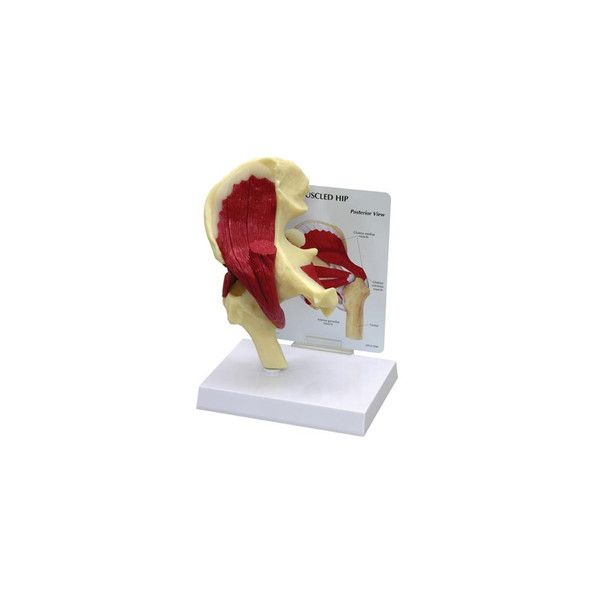 GPI Anatomicals Muscled Hip