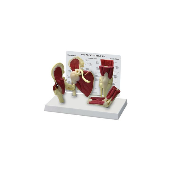 GPI Anatomicals Mini Muscled Joint Set