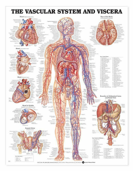 Vascular System Chart (d)