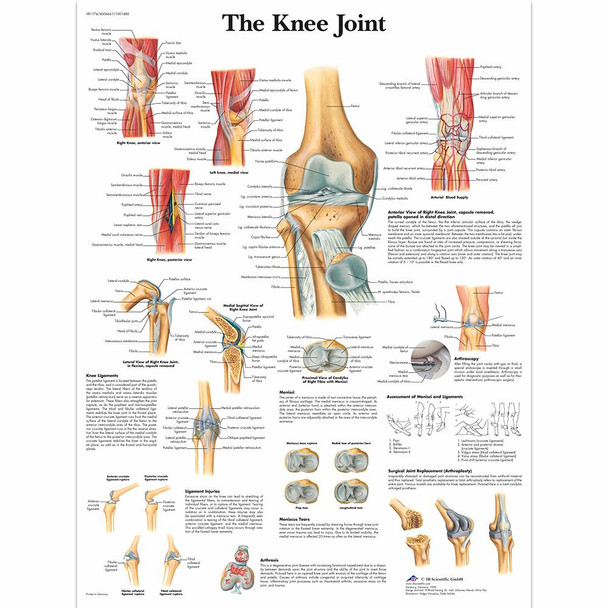 Knee Joint Chart Laminated 20" x 26"