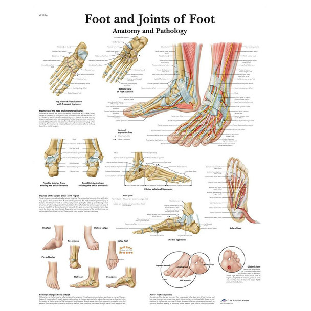 Foot and Joints of Foot Chart Laminated Chart 20" x 26"
