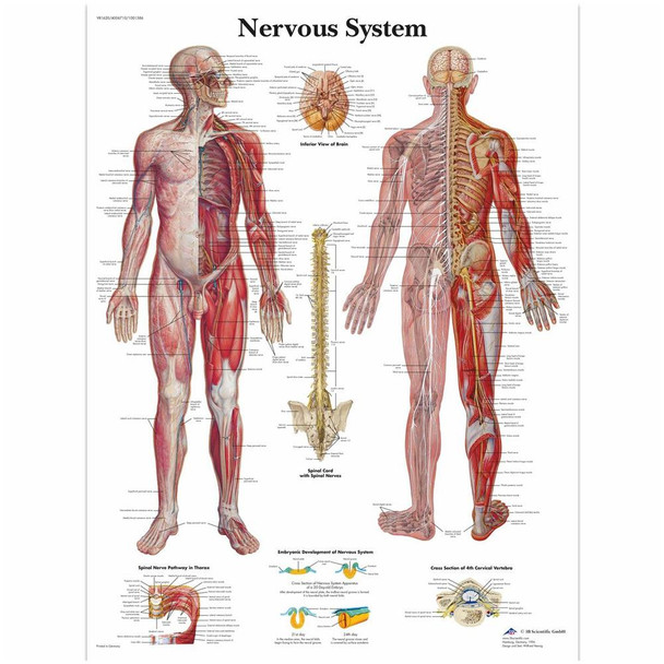 Nervous System Laminated Chart 20" X 26"