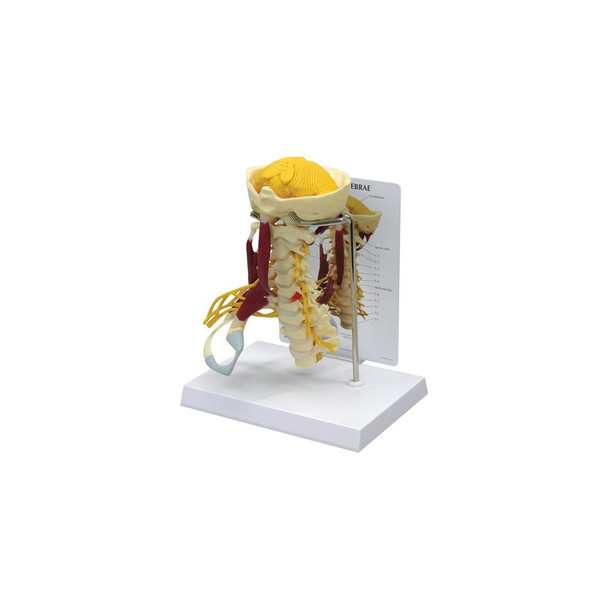 GPI Anatomicals Deluxe Muscled Cervical