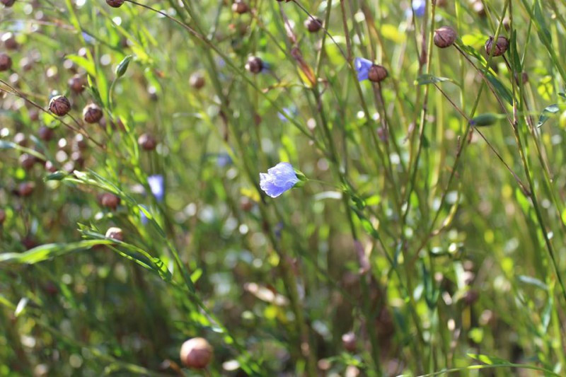A Love Affair with Linen A Love Affair with Linen