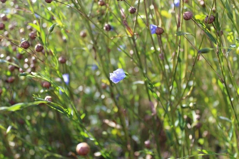 A Love Affair with Linen