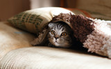 Never Assume These 5 Things Are Safe for Pets